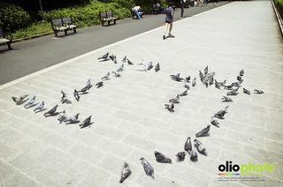 �y�@�W�c�𑩂˂�@�z