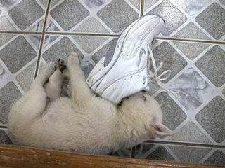 �y�@�����̂�񂱁@�z