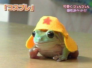 �y�@�R�X�v���@�z