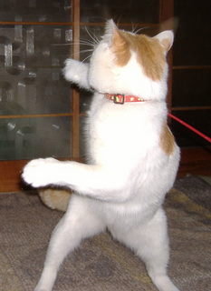 �y �ӂɂ�[���I �z