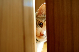 �y�@�L�����Č��Ă����B�@�z